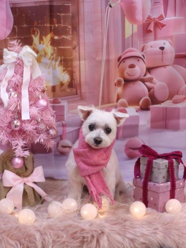 20241228ヒメちゃん